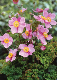 Anemone hupehensis 'Crispa'